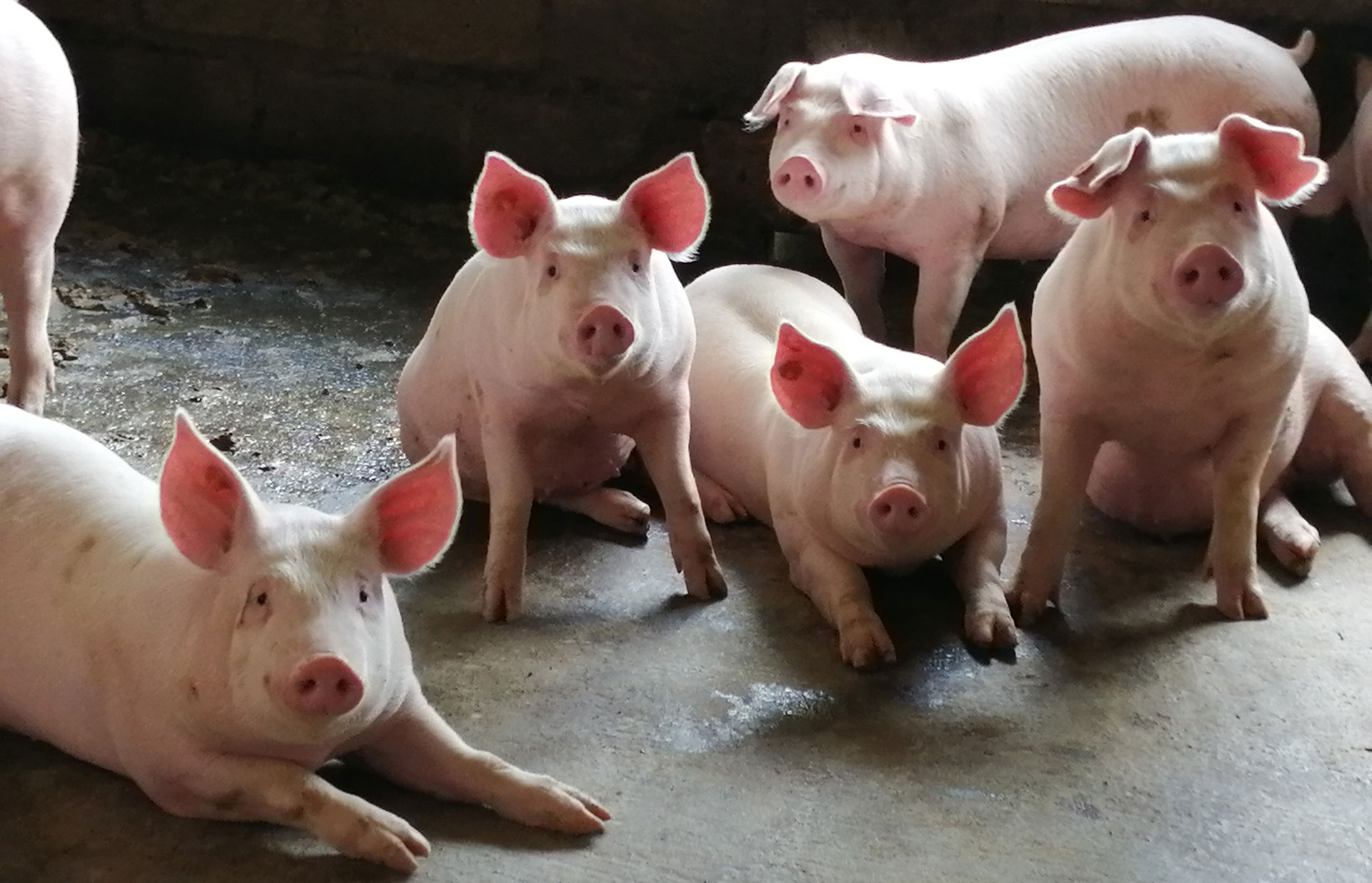 Granja porcícola tecnificada — producción primaria de la CNP